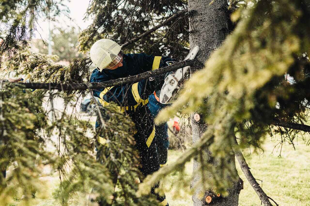 Large Tree Removal in Bonifay, FL